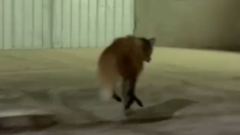 El aguará guazú apareció corriendo por las calles de Villa Santa Rosa, al norte cordobés.