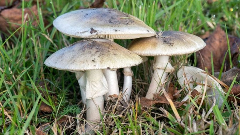 El Amanita Phalloides, conocido como "hongo de la muerte, crece junto a pinos y robles.