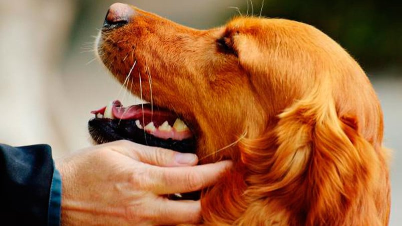 El amor incondicional de las mascotas.