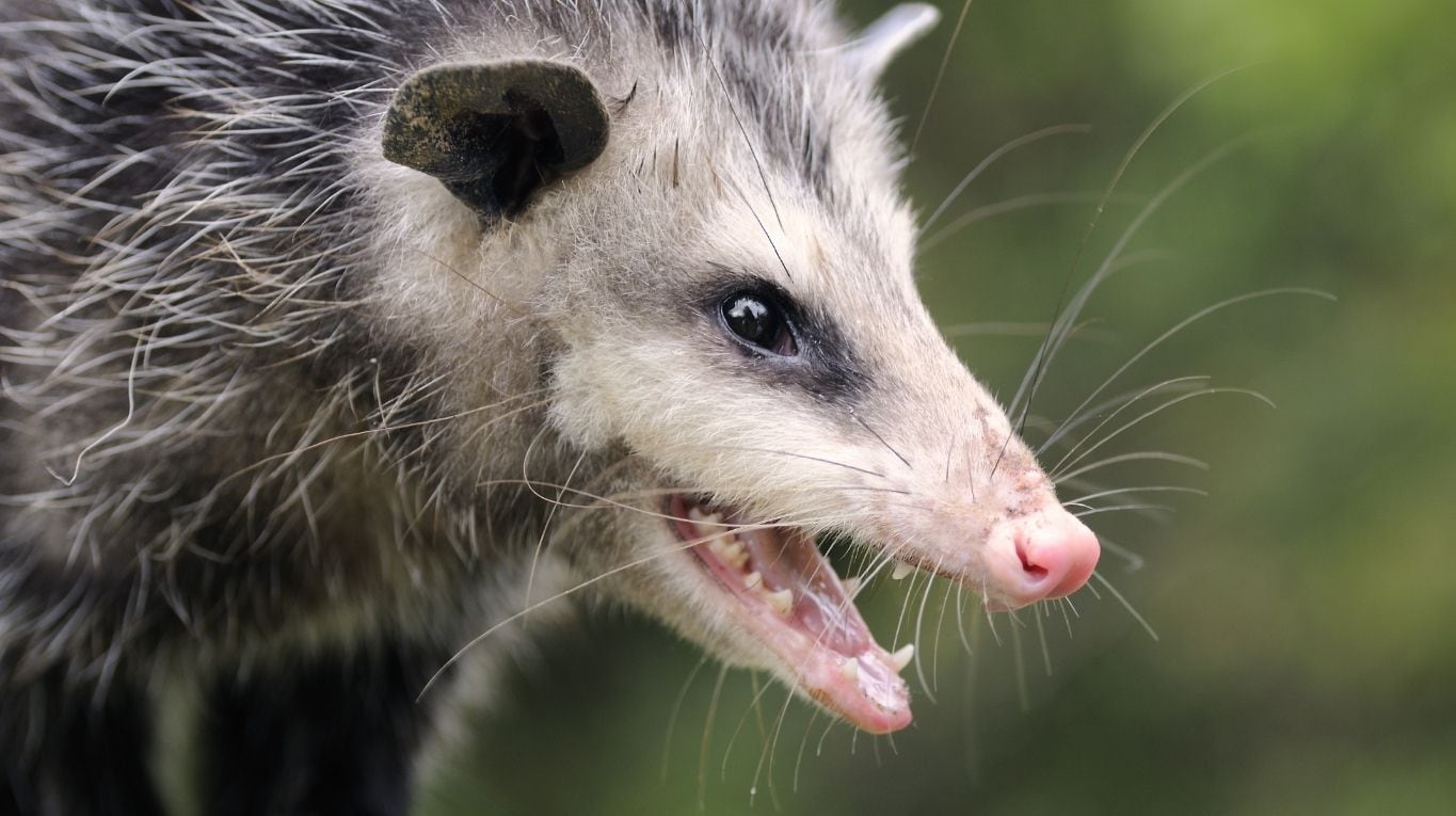 El animal acechó a la mujer en la puerta de su domicilio, impidiéndole llegar hasta su auto. (Foto: Adobe Stock / Por pwkirk).