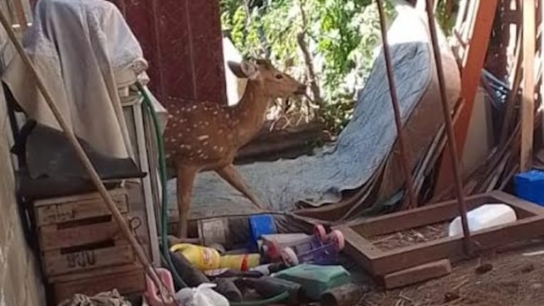 El animal apareció en una casa de Villa María.