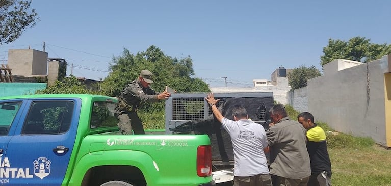 El animal apareció en una casa de Villa María.