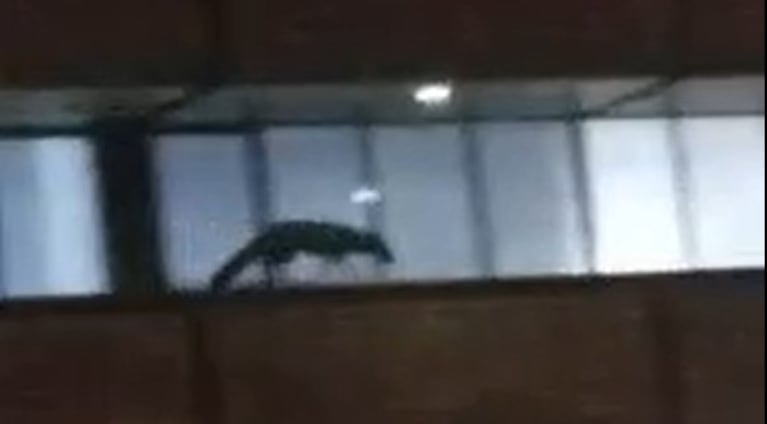 El animal apareció en una playa de estacionamiento de Nueva Córdoba.