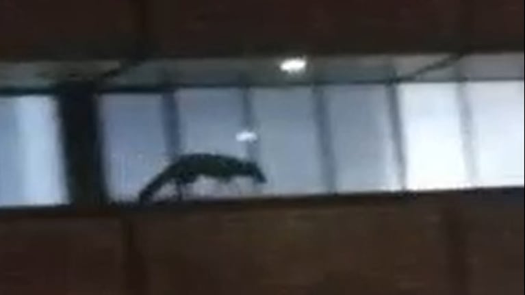 El animal apareció en una playa de estacionamiento de Nueva Córdoba.