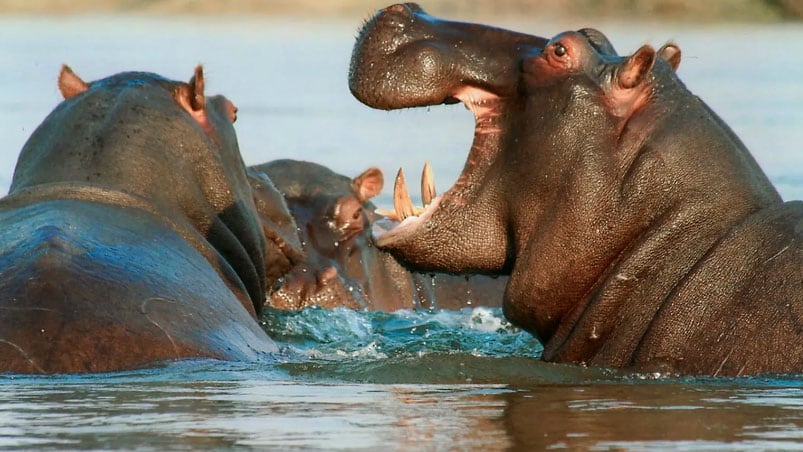 El animal atacó al menor mientras nadaba.