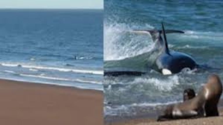 El animal casi ataca al hombre en kayak a metros de la costa.