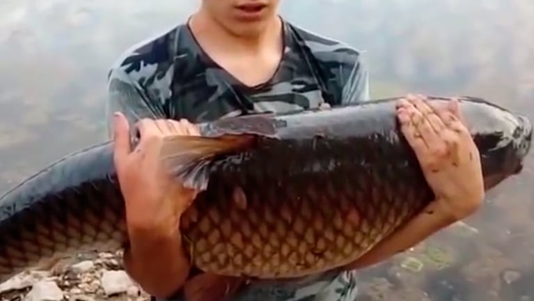 El animal de más de 30 kilos regresó con vida al lago.