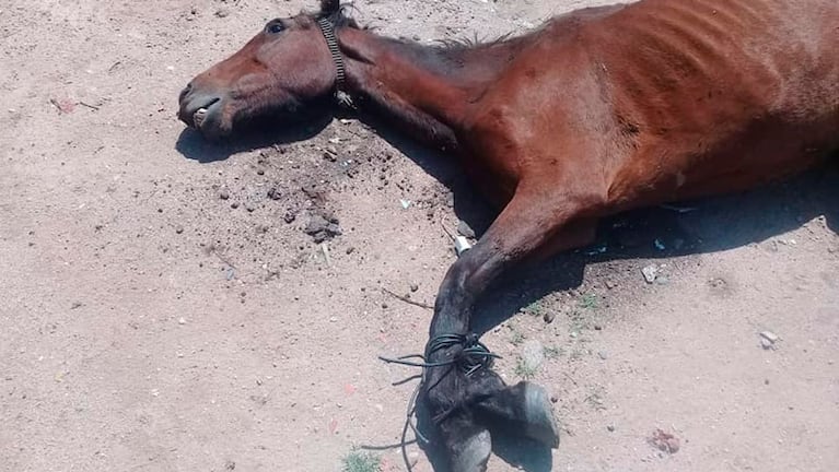 El animal estuvo grave más de 48 horas y sin atención veterinaria. / Foto: Facebook SinEstribo.com
