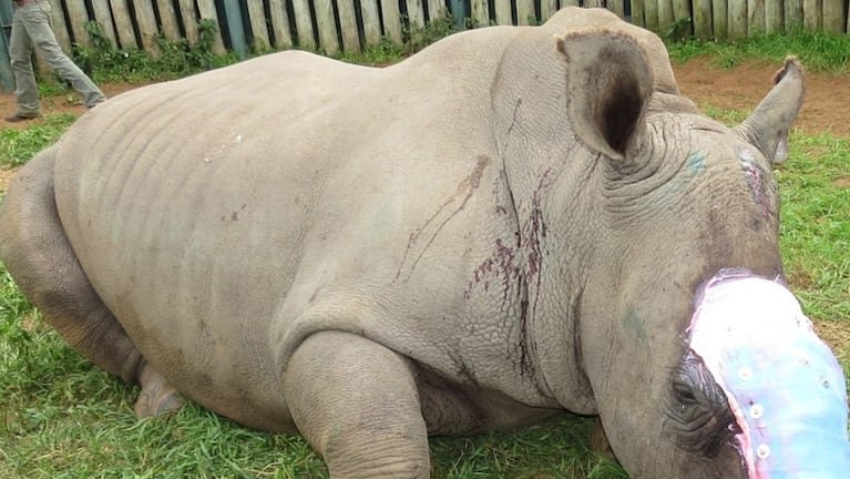 El animal fue atendido por veterinarios y se recupera (Foto: savingthesurvivors.co.za)