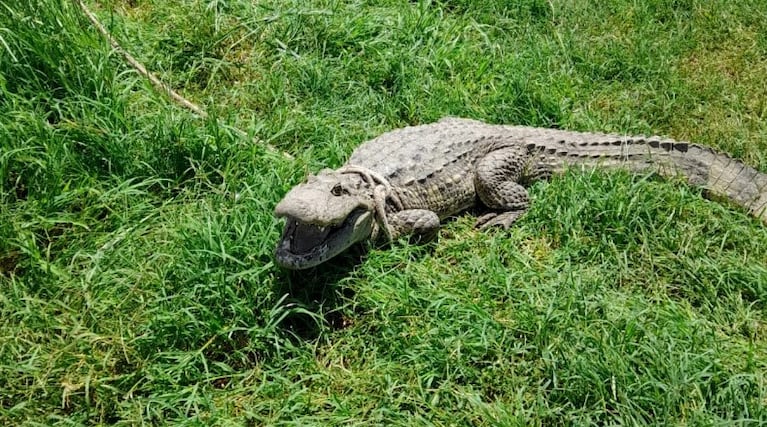 El animal fue atrapado luego de varios intentos.