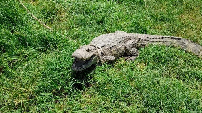 El animal fue atrapado luego de varios intentos.
