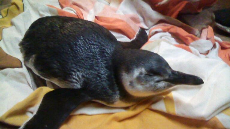 El animal fue atrapado por una familia de Santa Rosa en la costa argentina y ya fue recuperado por las autoridades.
