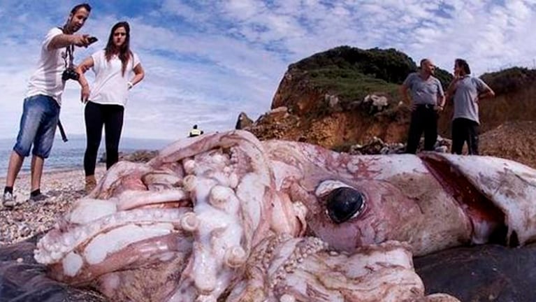 El animal fue encontrado en la playa de Bares, en La Coruña.