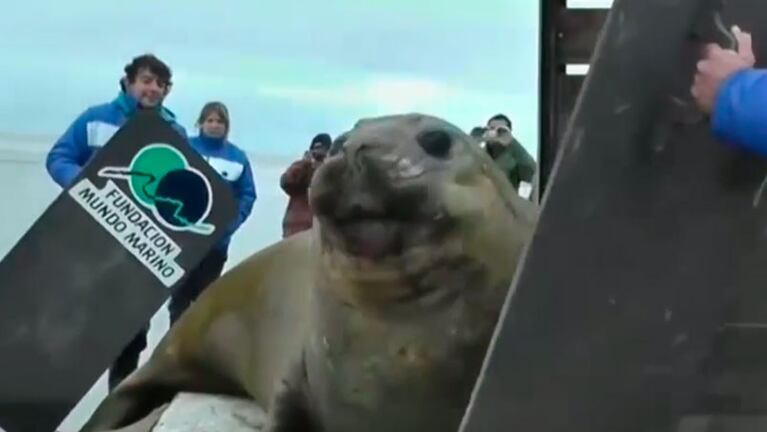El animal fue liberado en la costa de San Clemente del Tuyú.