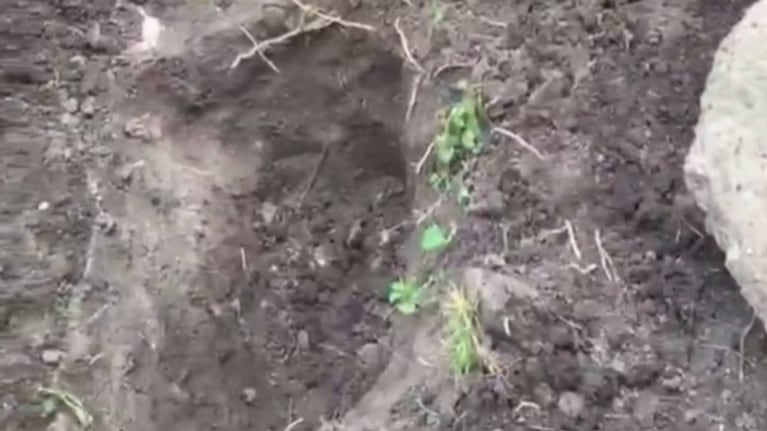 El animal fue rescatado vivo de un pozo.