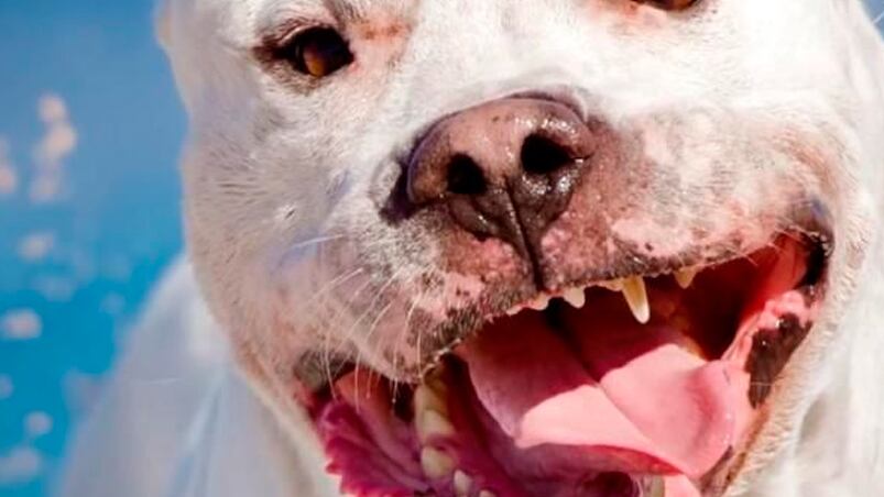 El animal fue sacrificado tras la horible muerte que le dio a la menor.