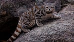 El animal habitó desde el centro de Perú hasta Mendoza. 