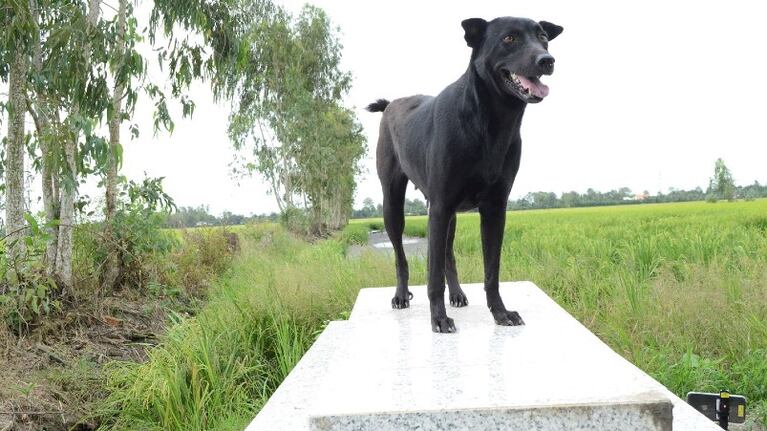 El animal lleva tres de sus cuatro años de vida sobre la tumba de su dueño.