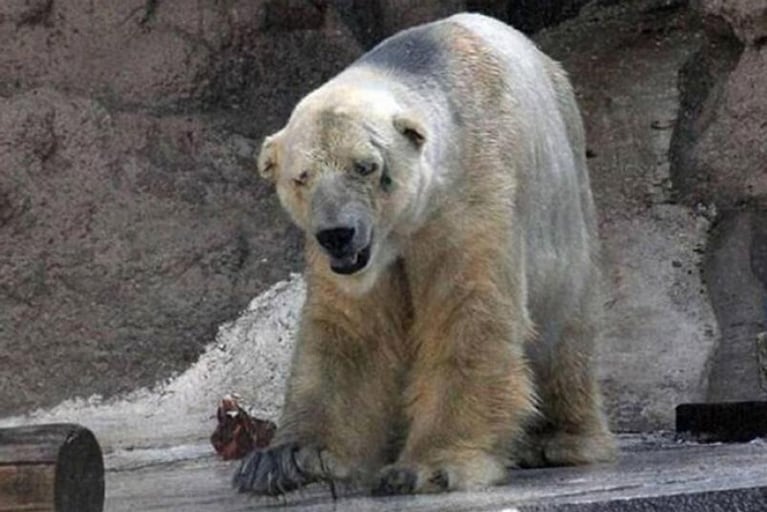 El "animal más triste del mundo" sigue delicado y fue sedado