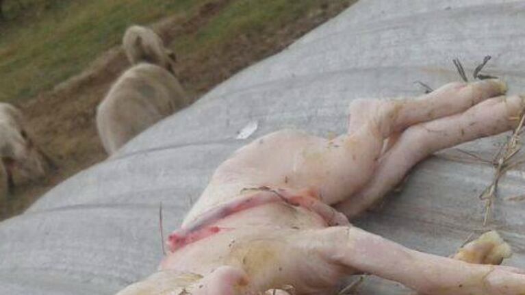 El animal murió a las pocas horas...