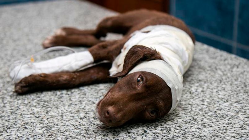 El animal murió tras agonizar una semana.