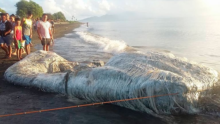 El animal que apareció en las costas de Filipinas.