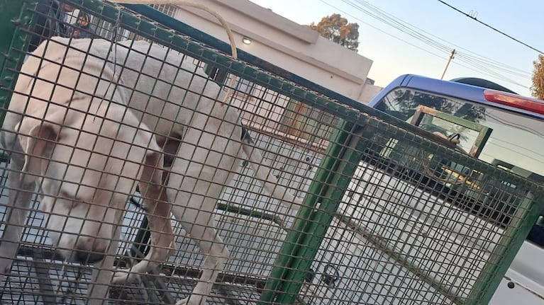 El animal quedó a disposición de la justicia.