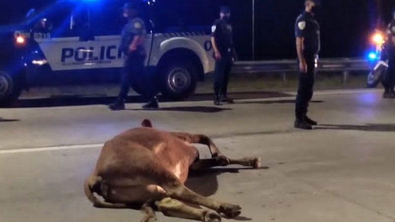 El animal quedó tirado en medio del anillo externo. Foto: Cadena 3.