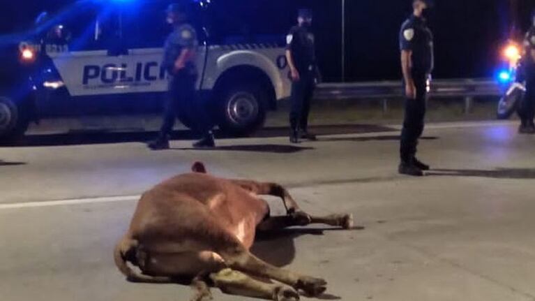 El animal quedó tirado en medio del anillo externo. Foto: Cadena 3.