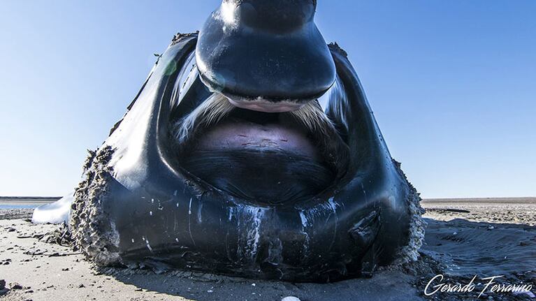 El animal quedó varado y lleva seis días sufriendo. Foto: Gerardo Ferrarino.