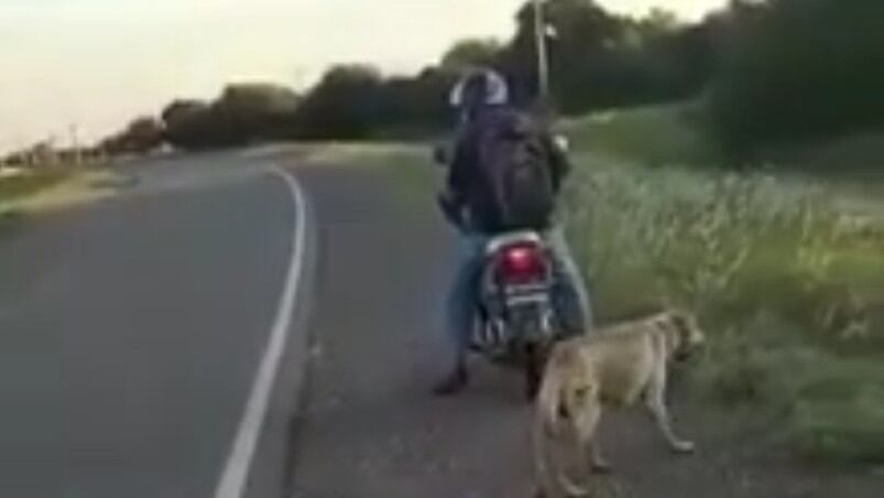 El animal se cayó sobre la ruta debido a la velocidad de la moto. Foto: captura de pantalla.