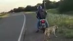 El animal se cayó sobre la ruta debido a la velocidad de la moto. Foto: captura de pantalla.