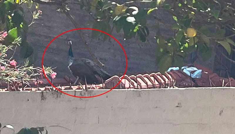 El animal se puso a resguardo en el techo de una casa.