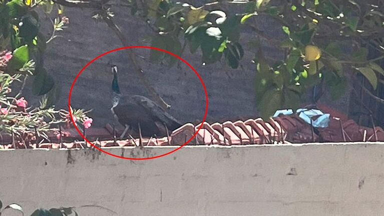 El animal se puso a resguardo en el techo de una casa.