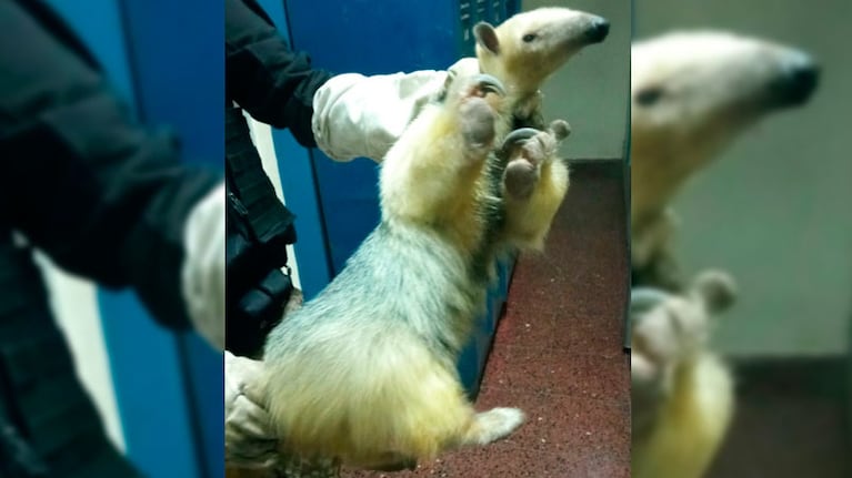 El animal tiene cinco años.