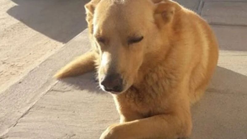 El animal vivía en una estación de servicio de la ciudad de La Costa. 