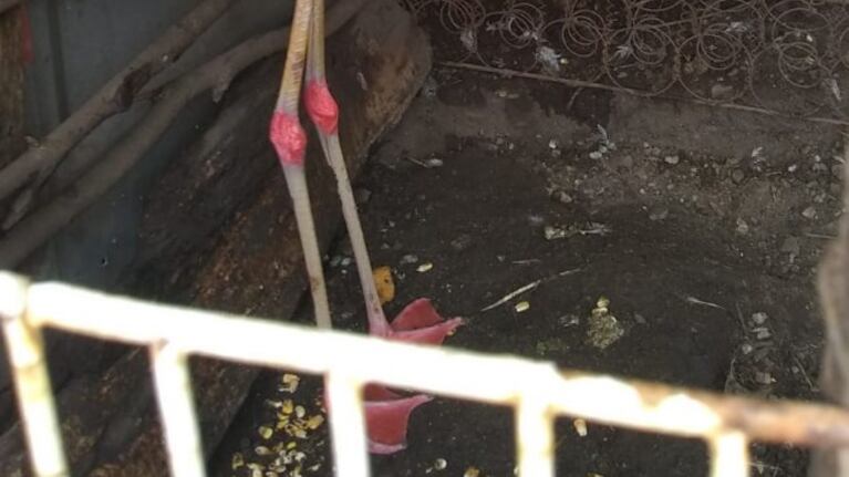 El animal ya se recupera y será liberado en su hábitat.