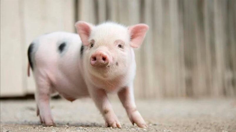 El animalito de la polémica en una escuela entrerriana (Foto ilustrativa).