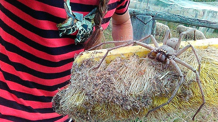 El arácnido apareció un año atrás, pero recién ahora se hizo famosa.