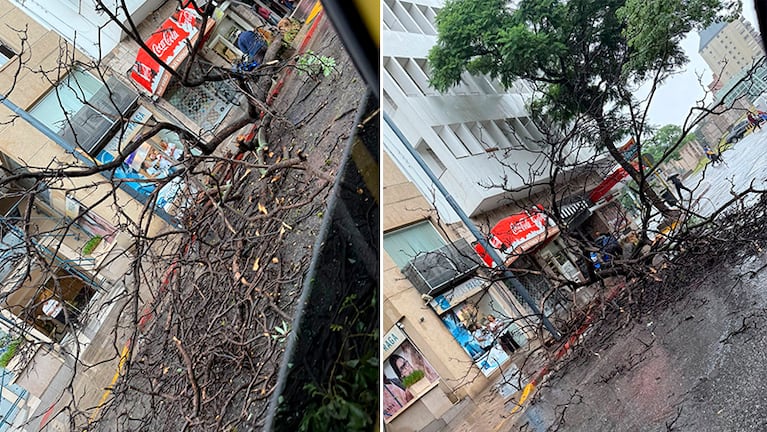El árbol caído en Nueva Córdoba.