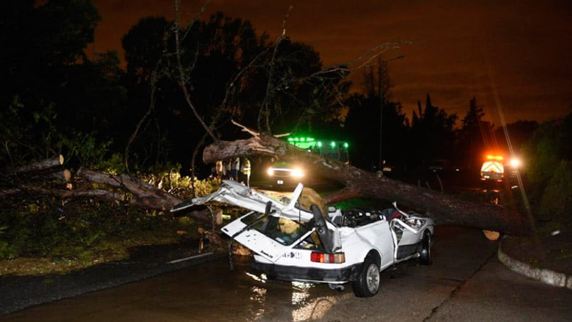 El árbol cayó encima del auto y mató a la beba. 