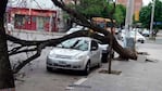 El árbol cayó sobre un Ford Ka en la calle David Luque.