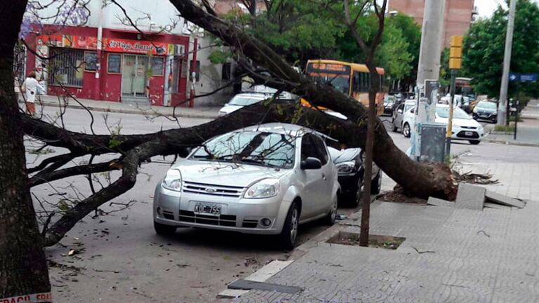 El árbol cayó sobre un Ford Ka en la calle David Luque.