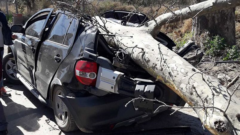 El árbol de gran tamaño se vino abajo por el viento. Rige un alerta meteorológico.