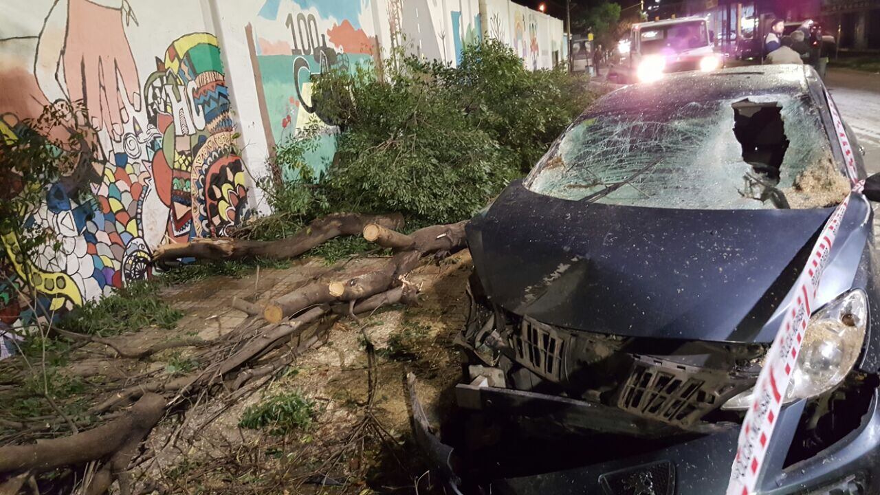 El árbol destrozó el frente del vehículo.