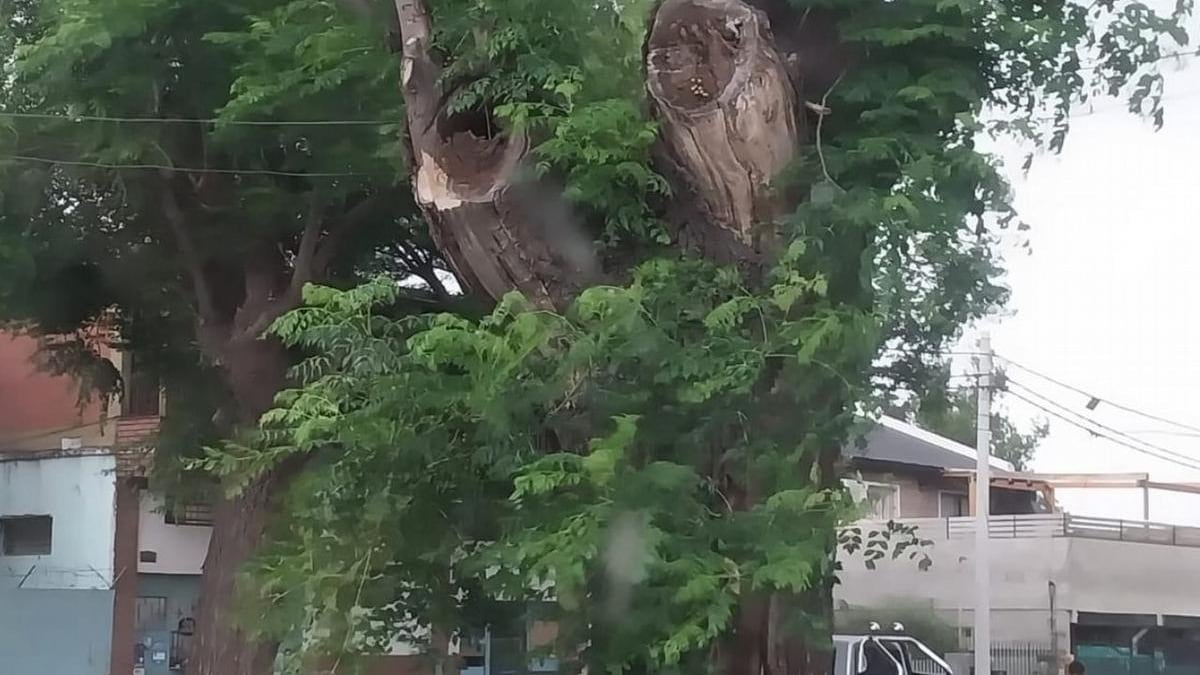 El árbol donde estaba el panal de avispas.