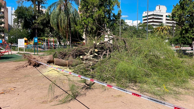 El árbol hirió a un hombre que estaba sentado en la plaza . Foto: Belén Dalmazzo / El Doce.