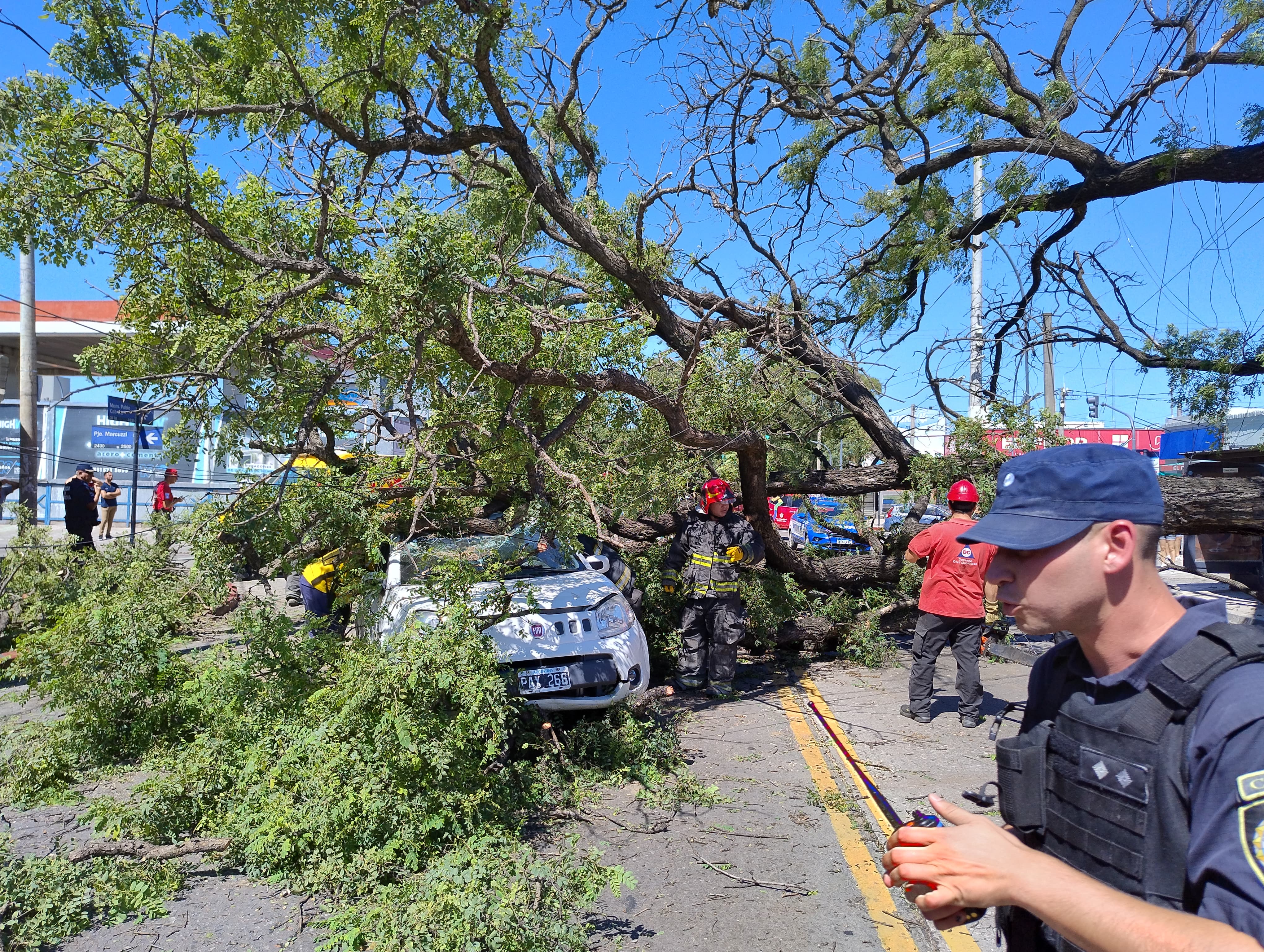 El árbol se desplomó en barrio Zumarán ( Foto: Pablo Olivarez)