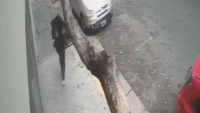El árbol se partió en dos tras impactar contra la mujer.