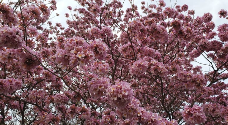 El arranque de la primavera está a la vuelta de la esquina en el hemisferio sur.